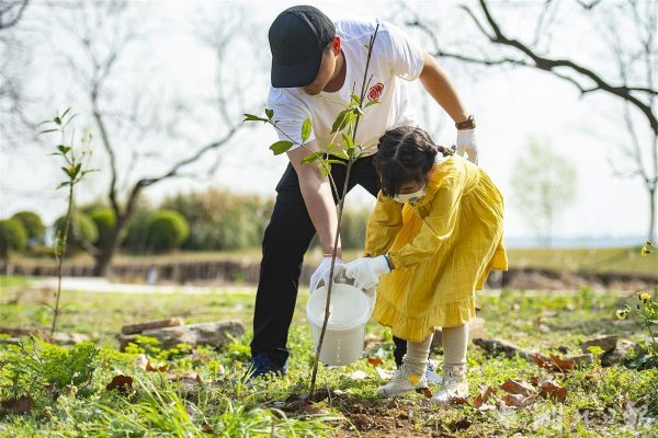 Chinese families are planting trees.